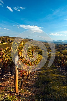 Beaujolais ' vine