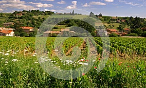 Beaujolais vineyard