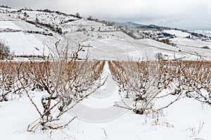 Beaujolais vineyard under snow