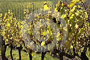 Beaujolais vineyards (france)