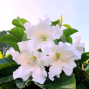 Beaumontia grandifora (Easter lily vine)  impressive large flowers in full bloom.