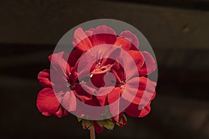 Beauriful red geranium flowers, on dark background