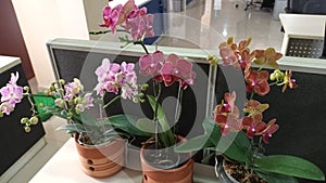Beaut orchid flowerpot