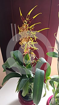 beaut yellow orchid