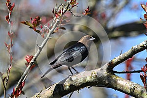 Beauteous Brown-Headed Cowbird Molothrus ater