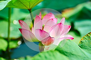 The beauteous lotus flower