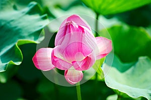 The beauteous pink lotus