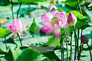 The beauteous pink lotus flowers