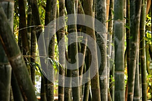 Beautfiul closeup of bambus in a park in Marrakech photo