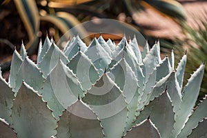 Beautfiul closeup of a Cabbage Head Agave in a park in Marrakech photo