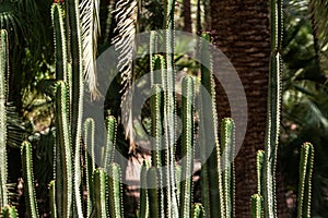 Beautfiul closeup of a Euphorbia Canariensis cactus in a park in Marrakech photo