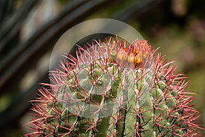 Beautfiul closeup of a Mexican Lime Cactus in a park in Marrakech photo