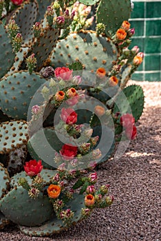 Beautfiul closeup of a Opuntia Aciculata cactus in a park in Marrakech photo