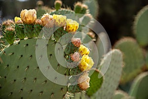 Beautfiul closeup of a Opuntia Aurea cactus in the park el Harti in Marrakech photo