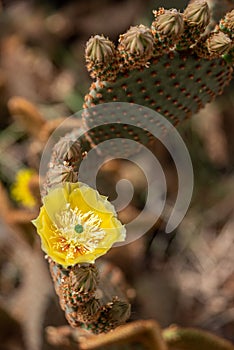 Beautfiul closeup of a Opuntia Aurea cactus in the park el Harti in Marrakech photo
