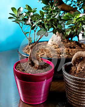 Beautfiul small Serissa Bonsai Tree photo