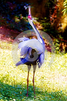 Beautful bird. Blur nature background. Color bird.