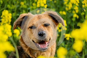 A beautful mixed shepherd dog head portrait in a rape seed field