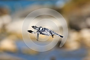 Beautful Pied Kingfisher with wings extended in flight making dive