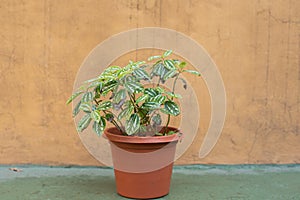 Beautful pilea cadierei herbaceous plant with green and silver foliage in a brown pot