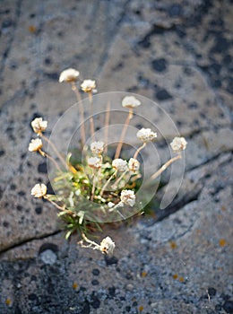 Beautful white wild flower called trift growing in a crevice in the rock photo