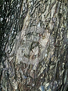 Beauti pattern of rain tree