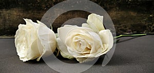 Beauti white roses photo