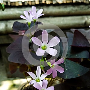 Beautif Butterfly calipers purple calipers or butterfly flowers are ornamental plants belonging to the oxalis genus.