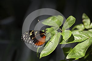 Beautif colorful tropical butterfly called Heliconius hecale standing on green leaves in Konya tropical butterfly garden