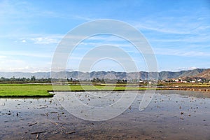 Beautif scenic paddy rice field terrace with blue sky background and mountains, agriculture landscape