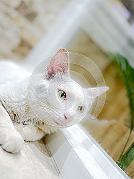 white cat