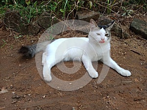 This is beautifil cat