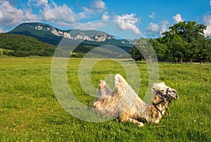 Beautifil landscape with camel in field