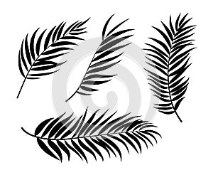 Beautifil Palm Tree Leaf Silhouette Background Vector Illustration