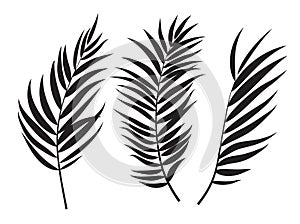 Palma strom list silueta vektor ilustrace 
