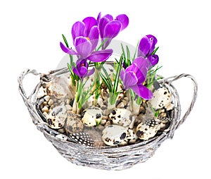 Beautifil spring crocus flowers with easter eggs