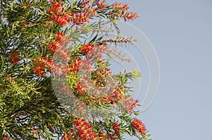 Beautifinul red flowers of Weeping bottle brush tree in light