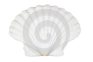 Beautifiul ocean shell isolated on white