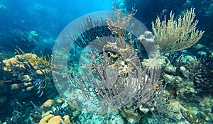 Beautifiul underwater colorful coral reefs