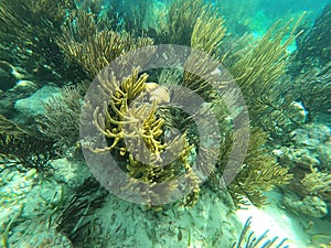 Beautifiul underwater colorful coral reefs