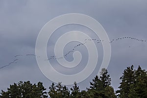 A beautifl scenery with a migratory birds flying above the sea. Bird migration in autumn.