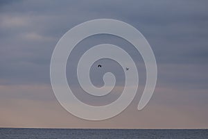 A beautifl scenery with a migratory birds flying above the sea. Bird migration in autumn.