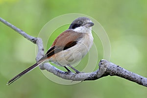 Beautifu brownl bird in nature with details of her feathers while perching compose on stick over blur green background, female