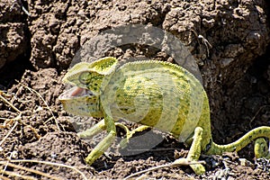 Beautifu chameleons (chamaeleonidae) , chameleons in branch neture green background