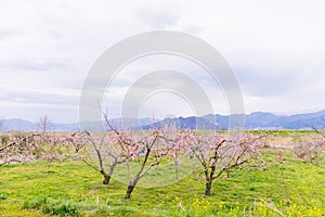 Beautifu flowers in the spring,Japanese plum blossoms Ume Flower