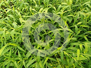 Beautifu green grass leaves in winter season