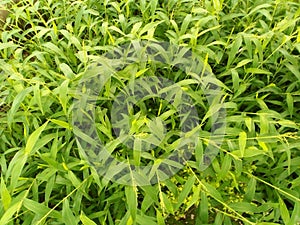 Beautifu green grass leaves in winter season