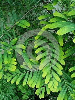 Beautifu green leaves in winter season