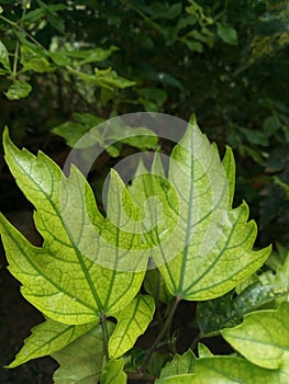 Beautifu green leaves in winter season