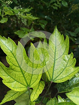 Beautifu green leaves in winter season